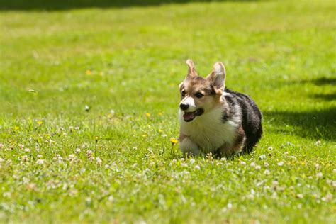 Corgi Workout: How Much Exercise Do Corgis Need? - Corgi …