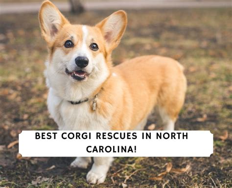 Corgi adoption nc. Southeast Corgi Rescue Incorporated is a non-profit, all-volunteer group of dog lovers serving the states of NC, SC and GA. Our rescue is breed specific and works with corgis and corgi mixes. Dogs in our care are vetted, spayed or neutered and receive all appropriate veterinary care and treatment, to include vaccinations and microchips. Our… 