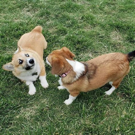 Corgi and beagle mix. Size – They are Bigger in size than the average Corgi but smaller than a regular German Shepherd. Height – 12 and 15 inches (30.5 and 38 cm) tall. Weight – 20 to 70 pounds (9 to 23 kg). Lifespan – The average lifespan of a Corgi German Shepherd Mix is 12 to 15 years; she gets her longevity from her Corgi heritage. 