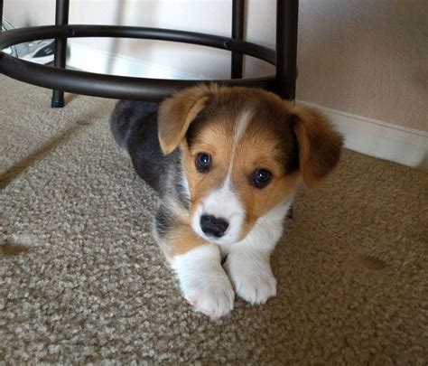Corgi beagle mix puppy. Beagle diets are dictated by their age. Under six months, puppies need three small meals per day, while puppies from six to 12 months should eat twice a day. From age one to two th... 