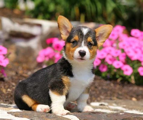 What is the typical price of American Corg
