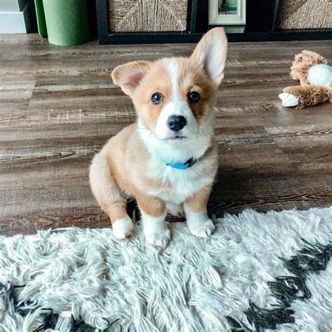 Corgi breeders near me. Find a Pembroke Welsh Corgi puppy from reputable breeders near you in Maine. Screened for quality. Transportation to Maine available. Visit us now to find your dog. 