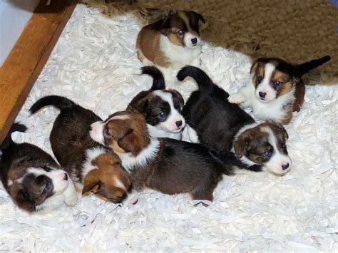 Corgi breeders new england. Pembroke Welsh Corgis from Rozavel Kennels in England, the largest kennel of the breed in the world circa the mid-1930s. ... but Prince Andrew and his family gifted her a new Pembroke Welsh Corgi ... 