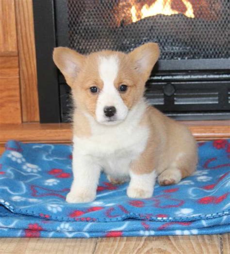 Pembroke Welsh Corgi Puppies For Sale. Hide Breed Information. Breed Traits. National Breed Club. Description. History & Job. Health. Rescue. Personality: Affectionate, smart, …. 