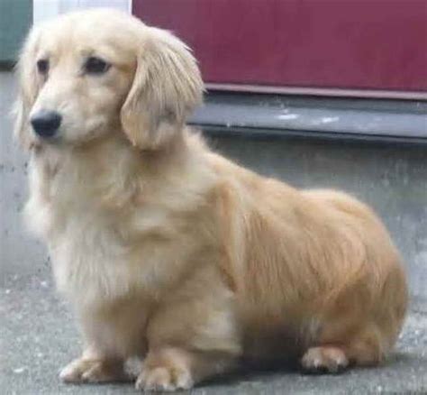 Corgi golden retriever mix for sale. If the other parent breed is a lower energy dog, a Blue Heeler Mix could also be lower energy. But, you still want to be prepared for the potential of a high-energy dog breed. A fully-grown Blue Heeler usually stands 17-20 inches tall and weighs 30-50 pounds. 