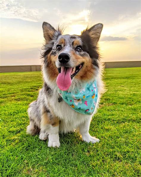 The Aussie-Corgi is not a purebred dog. It is a cross between the Australian Shepherd or Miniature Australian Shepherd and the Welsh Corgi. The best way to determine the temperament of a mixed breed is to look up all breeds in the cross and know you can get any combination of any of the characteristics found in either breed.. 