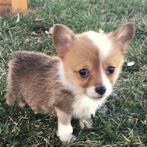The Corgi Pomeranian mix is the result of crossing two small royal purebred dogs – Queen Victoria’s favorite dog breed Pomeranian and Queen Elizabeth’s most favored dog Pembroke Welsh Corgi. While there is also the Cardigan Welsh Corgi, which shares similar ancestry with the Dachshund and differs in appearance slightly with the Pembroke .... 