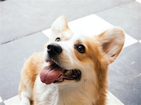 Corgi omplacering