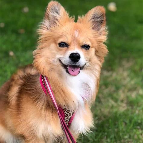 Corgi pomeranian mix for sale. Corgi Poms are suited for families with older children. Due to their herding instincts, smaller kids may be rounded up by them, which can cause unwanted accidents. ... Places to Find Pomeranian Mix Puppies … 