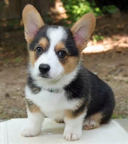 Raised with priceless devotion, only the best will do for the precious Cardigan Corgi puppies we help bring into the world. Wonderland Cardigan Welsh Corgis is located in the Blue Ridge Mountains of North Carolina. Fill out a questionnaire if you are interested in being placed on our waiting list for a Cardigan puppy. | Wonderland Cardigan Welsh Corgis. 