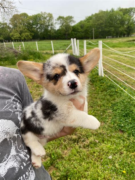 Find a Pembroke Welsh Corgi puppy from reputable breeders near you in Orlando, FL. Screened for quality. Transportation to Orlando, FL available. Visit us now to find your dog.. 