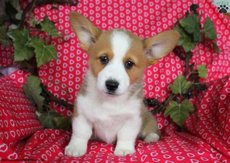 Corgi puppies for sale pittsburgh. Dog Group: Miscellaneous (Designer) Size: 10-12 inches tall, 12-40 lbs. Lifespan: 12-14 years Energy Level: Medium/High Coat: Double-Coat, wiry, soft, fluffy Shedding: Low Hypoallergenic: Yes History: The Corgipoo is a rare and recent hybrid breed between a corgi and a poodle, and like many hybrid breeds, its origins are unknown.Because they are such a new breed their puppies can be ... 