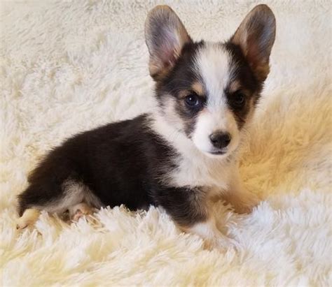 Pembroke Welsh Corgi Puppies For Sale | Reno, NV #320413. Home » Puppies » Pembroke Welsh Corgi » Nevada » Washoe County » Reno » About Pembroke Welsh Corgi. Pembroke welsh corgis for sale. Tri color, tails docked AKC registered 8 weeks old ready to go. 3 females 3 males. Seller Dragon1warrior2003. Ad ID 320413. Published …. 