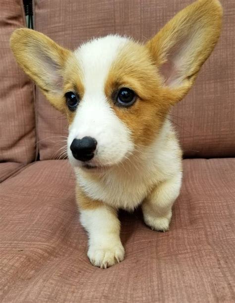 Corgi puppies for sale sacramento. Find Cardigan Welsh Corgi puppies for sale. The Cardigan Welsh Corgis are an ancient herding breed perfect for all homes thanks to their size and intelligence. Distinguished by their tails, Welsh Corgis are very loyal, energetic, and … 