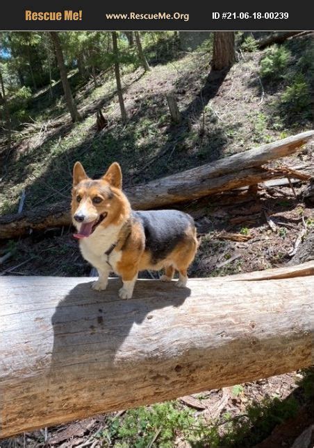 ‘Best Corgi breeders in Colorado’, ‘Colorado Corgi breeders’, ‘Corgi Breeders in (CO)’ This is a good place to start and hopefully our breeder directory will help you find a breeder. Corgi breeders in Colorado Google Map. You can also harness the power of Google Maps to find nearby Corgi breeders.. 