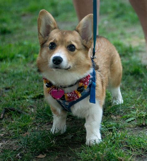 Corgi rescue oregon. An adoption fee for a Corgi will usually be a few hundred dollars, which helps to cover the cost of caring for a Corgi prior to adoption. From a breeder, Corgis can cost between $600 to $1,000 depending on the breeder's location and the quality of the breed. Though some have been sold for as much as $2000. 