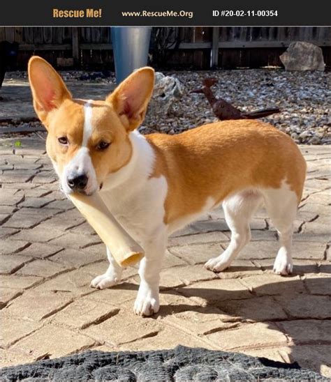 23-08-29-00100. Corgi mix. Tully is a very special dog. He bonds to one person or a couple. It takes him time to fully trust, but he is... » Read more ». Bernalillo County, Albuquerque, NM. Details / Contact. 1 of 2.