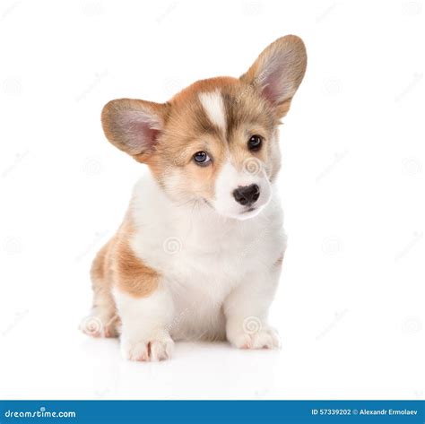 Corgi valp