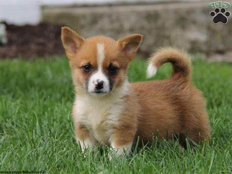 A Corgie Yorkie is a mix between the Corgi and Yorkshire Terrier breeds. Often referred to as a Korky, these dogs make great household companions that are affectionate, loyal, and quick to adapt to your habits and lifestyle. . 