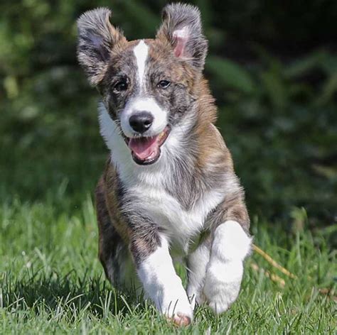 Corgipoo adults. Is the Pembroke Welsh Corgi the right breed for you? Learn more about the Pembroke Welsh Corgi including personality, history, grooming, pictures, videos, and the AKC breed standard. 