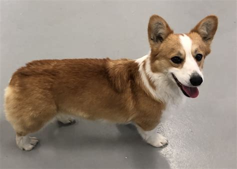 Find Pembroke Welsh Corgi dogs and puppies from Illinois breeders. It’s also free to list your available puppies and litters on our site. ... Corgis for Sale in Illinois. Filter Dog Ads Search. Sort. Ads 1 - 8 of 4,135 .. 