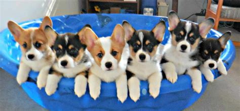 Corgis for sale in washington. Find Corgi dogs and puppies from Washington breeders. It’s also free to list your available puppies and litters on our site. Find Corgi dogs and puppies from Washington breeders. It’s also free to list your available puppies and litters on our site. ... Corgis for Sale in Washington. Filter Dog Ads Search. Sort. Ads 1 - 1 of 1. 