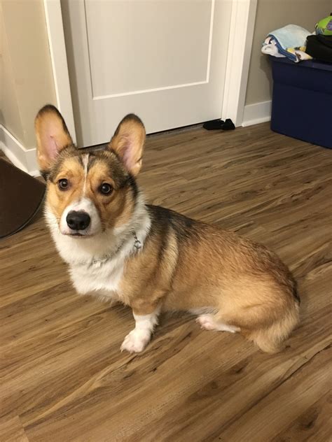 It was only natural to be breeding Corgis on our small working organic farm. Specializing in garlic, hay, and eggs from our chickens. Our garlic farm continues to grow, as we continue to add new garlic varieties each year. We feel confident in the quality of our Pembroke Welsh Corgi breeding stock. We breed our superb quality AKC registered .... 