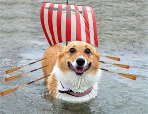 Corgo ship. Things To Know About Corgo ship. 