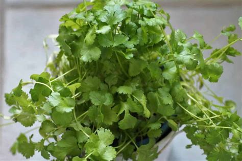 Coriander Growing Tips, Techniques, and Secrets