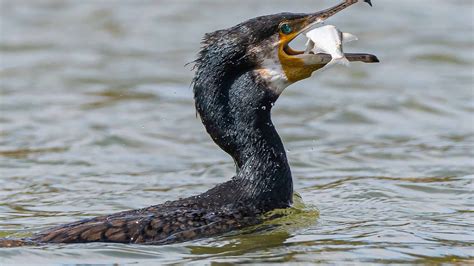 Family: Cormorants. Length ... I saw a cormorant for the first time in a river in The North Yorkshire Moors yesterday. It suddenly disappeared so I eventually made my way to the water’s edge and there it stood on some stones drying …. 