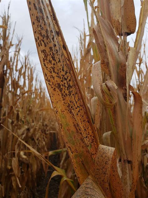 Corn Disease Management: Tar Spot