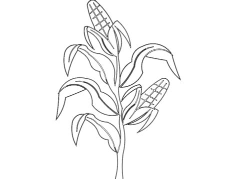 Corn Leaves CDR File Free Download Vectors File
