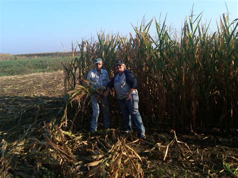 Corn Shocks - A Rural Tradition - Building Possibility