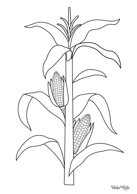 Corn Stalk Coloring Page