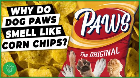 Corn chip smell human. This is Why Your Dog Smells Like Fritos. Your dog's paws smell like corn chips because of two types of bacteria; proteus and pseudomonas. These bacteria are responsible for keeping your pup's paws ... 