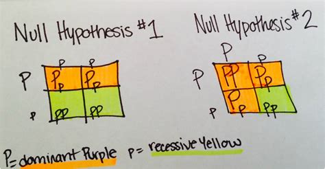 Corn genetics lab null hypothesis.  Label each punnett square as either Null Hypothes...