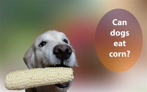 Corn is good for dogs. Corn in dog food is a good thing. Corn contains solid nutrients and, in its ground form, is digested by your dog without problems. Corn in dog food is ground, so your dog benefits from its nutrients. Corn on the cob is whole, so it is not well digested. In addition, corn cobs are not at all digestible and can make your dog sick. 