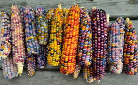 Native American Corn. Native corns are heartier and generally more drought-resistant and adaptable than modern-day industrial varieties. Choosing the right corn to grow in your region is important .... 