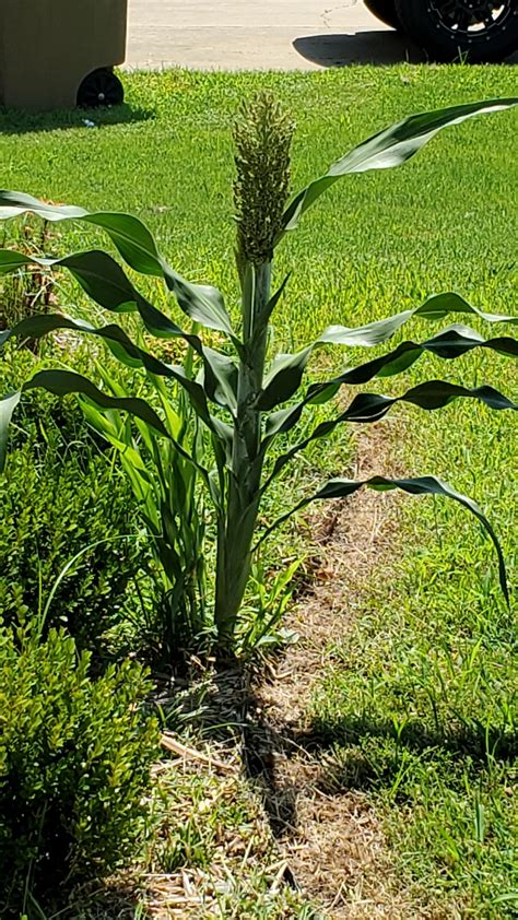 Corn stalk plant. Dracaenas are stalk plants. It is natural for bottom leaves to die as new ones develop at the top of the plant. Conclusion. A Dracaena Corn plant, like all dracaenas, is … 