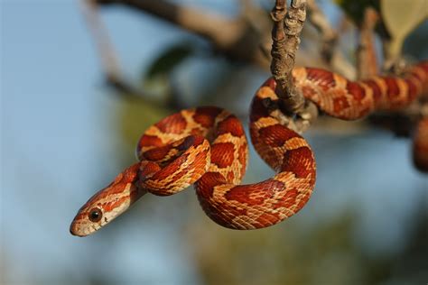 Read Online Corn Snakes As Pets Corn Snake Facts Care Breeding Nutritional Information Tips And More Caring For Your Corn Snake By Lolly Brown
