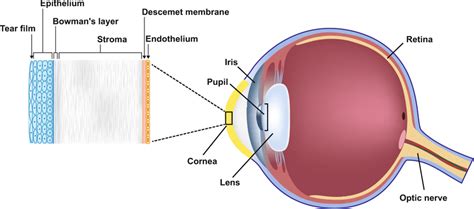 Cornea ä¸­æ–‡: Your Gateway to Clear Vision