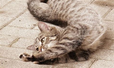 Cornell Center for Materials Research - Why are cats so flexible?