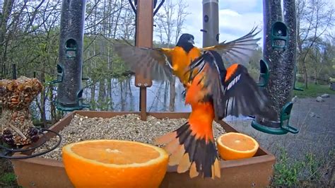 Cornell bird cam. The Cornell Lab Bird Cams connects viewers worldwide to the diverse and intimate world of birds. We work to make watching an active experience, sparking awareness and inspiration that can lead to conservation, education, and engagement with birds. 