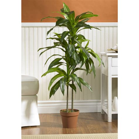 Cornstalk dracaena. Fill the basin with water and place the plant in it. Fill the basin with water until it reaches halfway up the pot’s side. Allow the Dracaena to soak in the water for at least 30 minutes. As needed, replenish the water level. Allow your Dracaena to drain for at least 15 minutes before returning it to its container. 