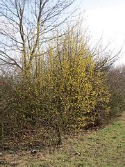 Cornus mas - Forest Research