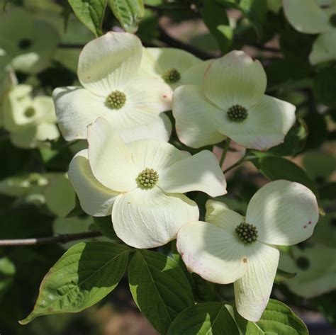 Cornus x