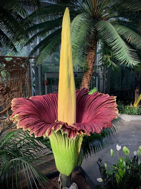 Corpse flower and clone expected to bloom soon at the Missouri Botanical Garden