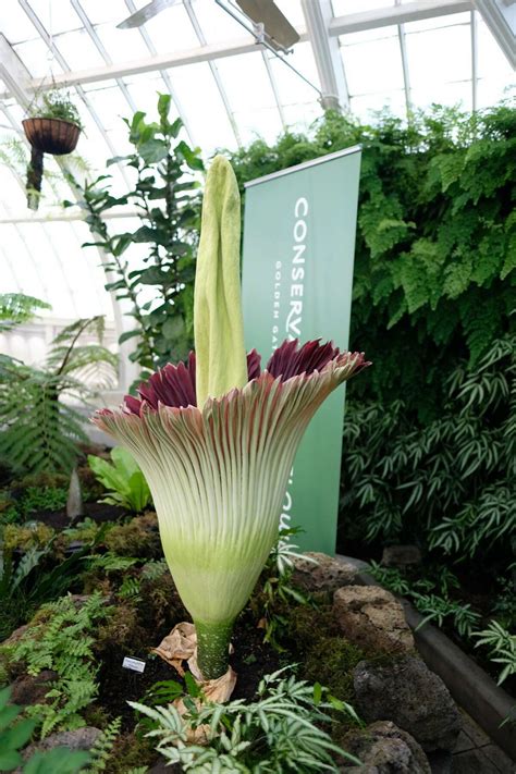 Corpse flower blooms at SF Conservatory of Flowers