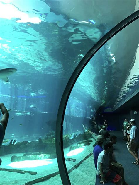Corpus aquarium. For those wishing to spend time in an extraordinary place, a promising unforgettable experience awaits. The Texas State Aquarium is the perfect platform for people and … 