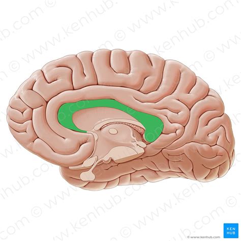 Corpus callosum: Anatomy, function and …